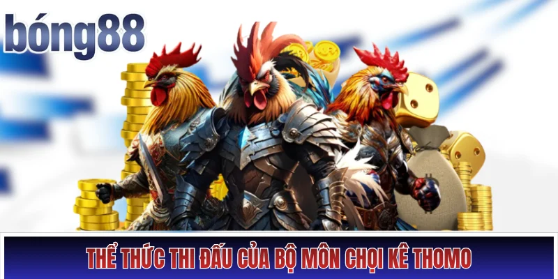 Đá Gà Thomo - Nơi Quy Tụ Màn So Tài Với Chiến Kê Bất Bại Hình số 4 Thể thức thi đấu của bộ môn chọi kê Thomo