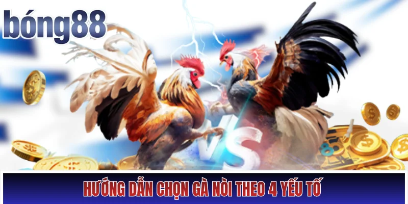 Hướng dẫn chọn gà nòi theo 4 yếu tố