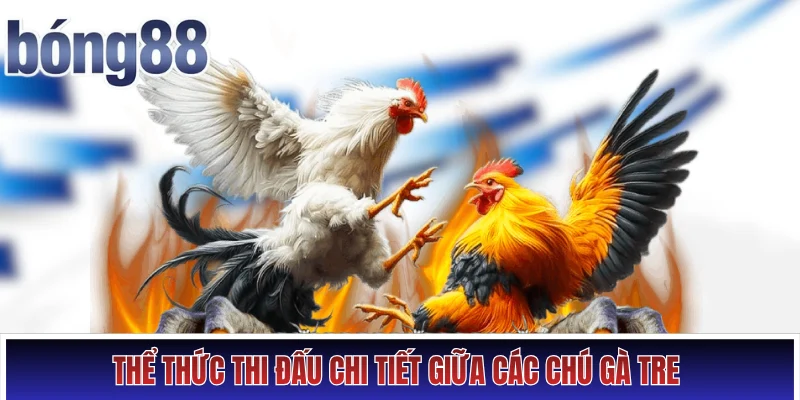 Thể thức thi đấu chi tiết giữa các chú gà tre