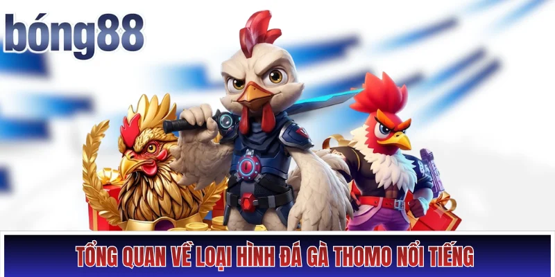 Đá Gà Thomo - Nơi Quy Tụ Màn So Tài Với Chiến Kê Bất Bại Hình số 2 Tổng quan về loại hình đá gà Thomo nổi tiếng